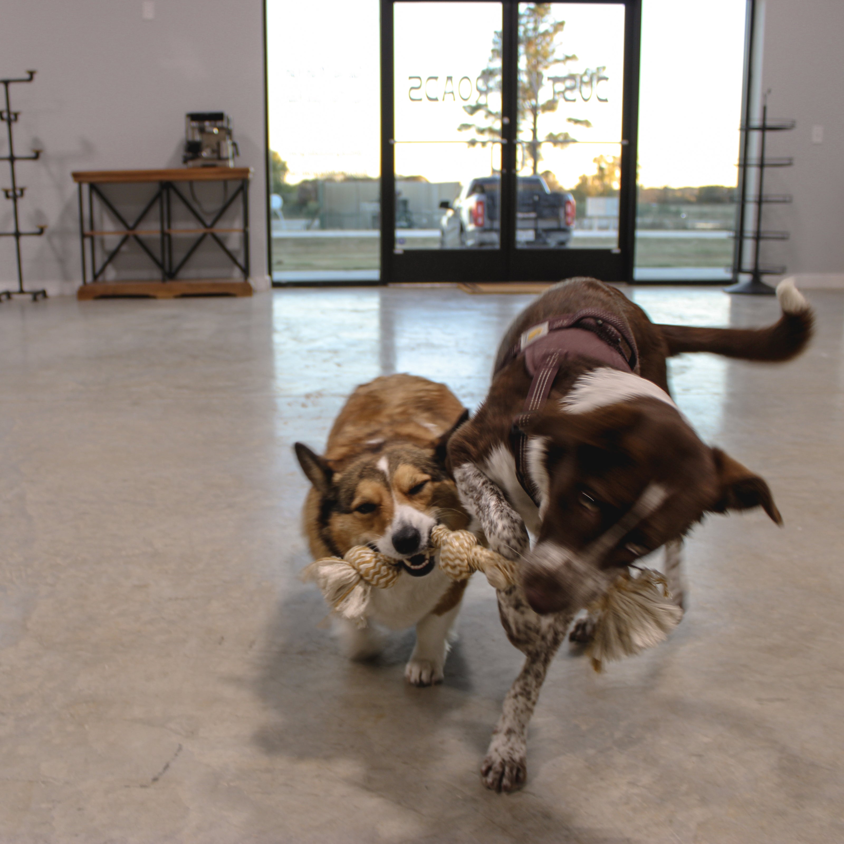 Two dogs playing with a toy indoors.